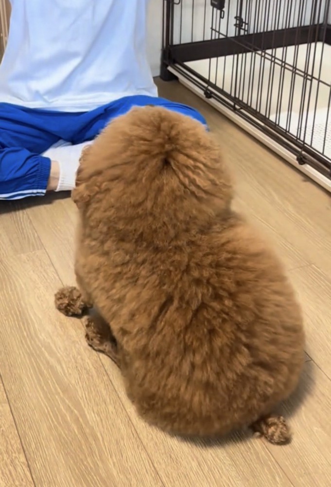 人の前に座る犬