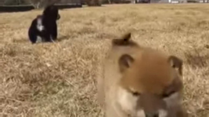 黒色柴犬と遊ぶ姿