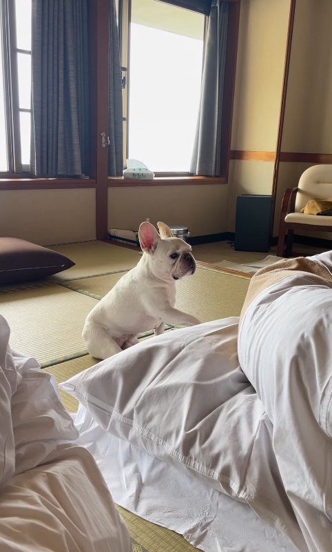 布団をそっと撫でる小型犬