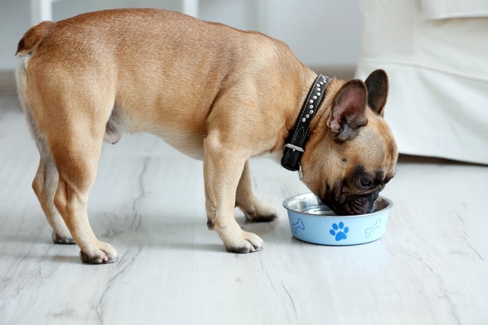 食器からフードを食べる短頭種の犬