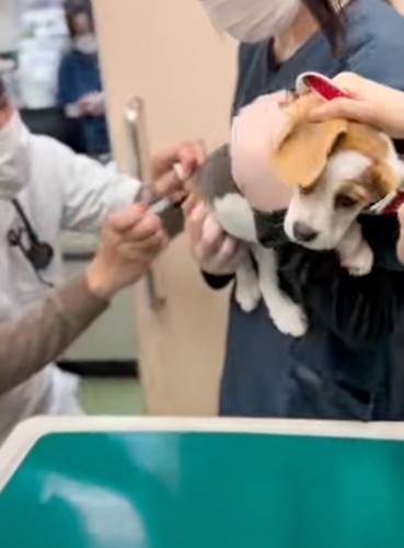 注射を打たれる犬