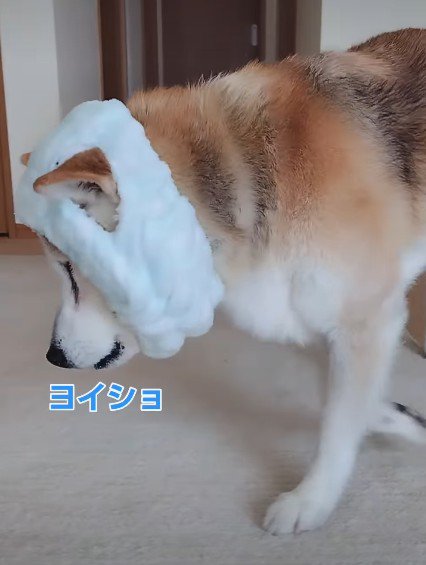 小さな羊さんのよう