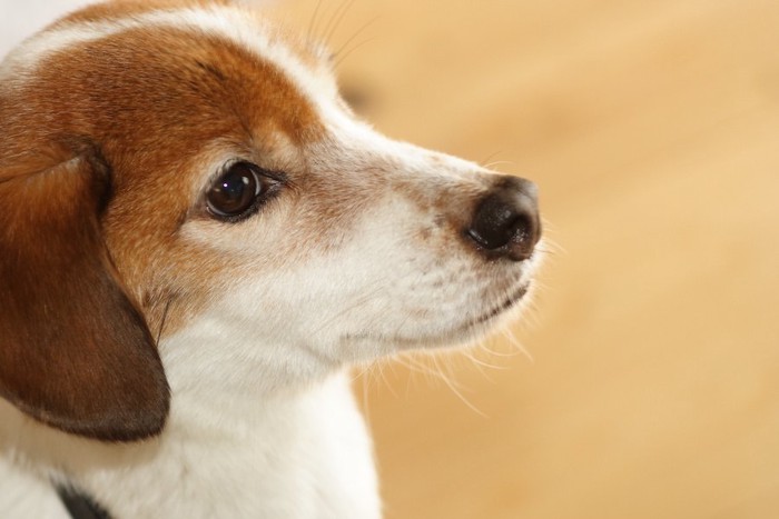 真っすぐに何かを見つめる犬の横顔