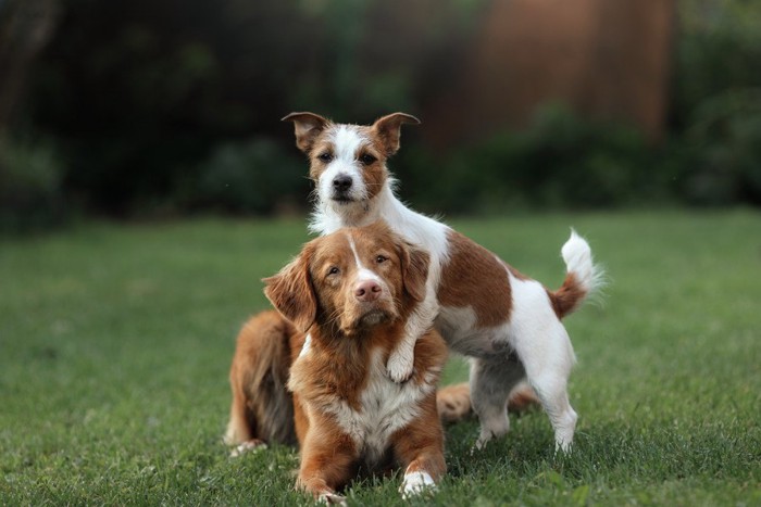 2匹の犬