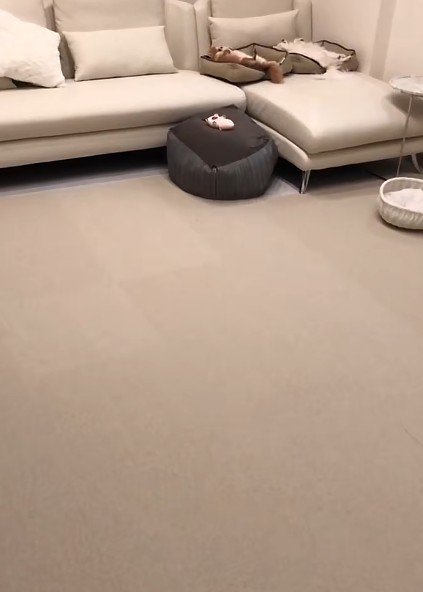 犬用のベッドが2つ