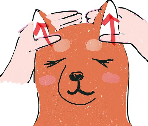 イラスト 立耳犬 耳マッサージ 矢印まっすぐ上