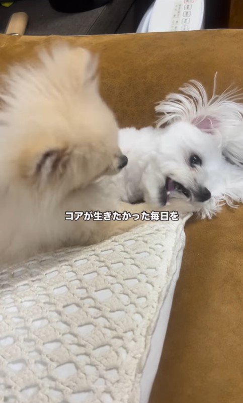 アムちゃんとアオくん8
