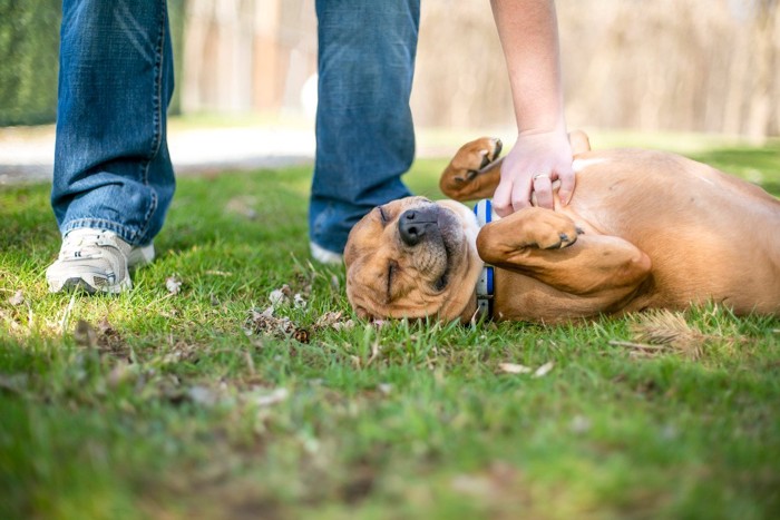 仰向けの犬を撫でる