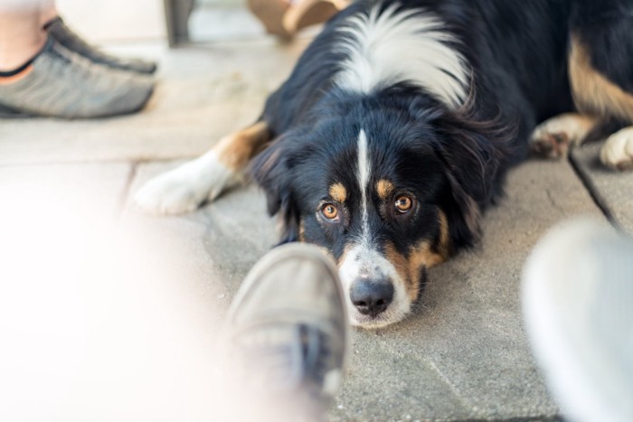 足元に寝そべる犬