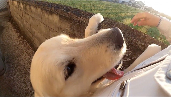 男性を見上げる犬