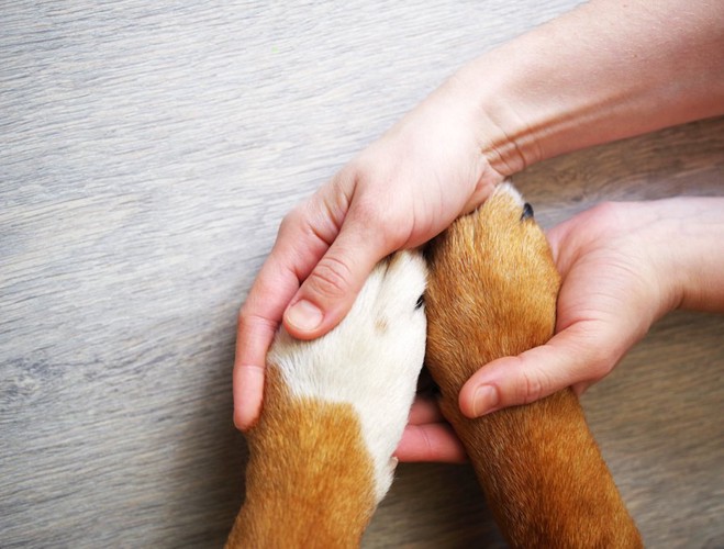 人の手の上に置かれた犬の手