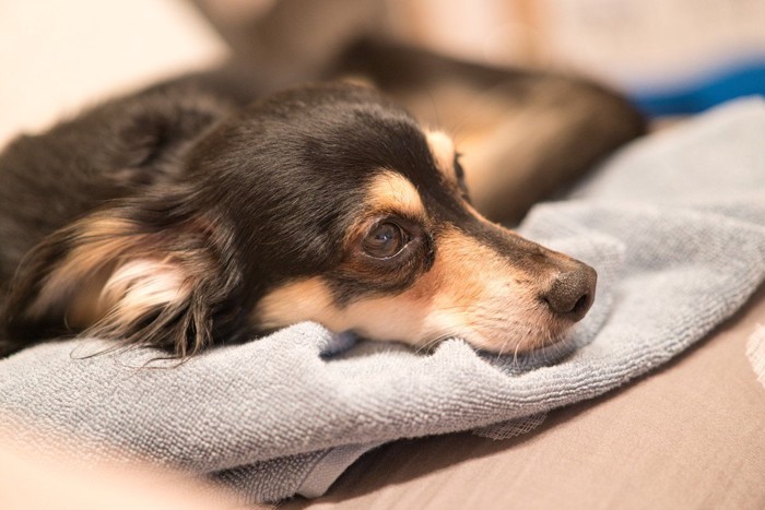 タオルベッドでくつろぐ犬