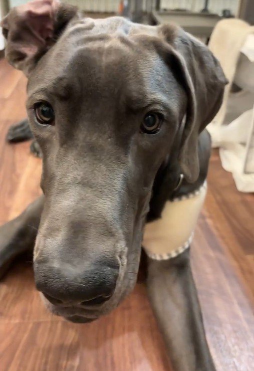 アレックスくん