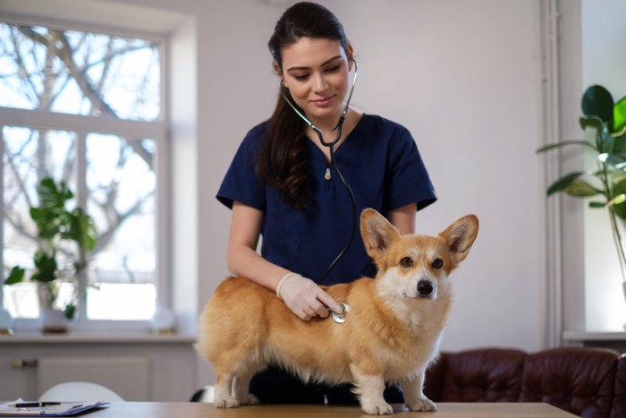 診察中の犬