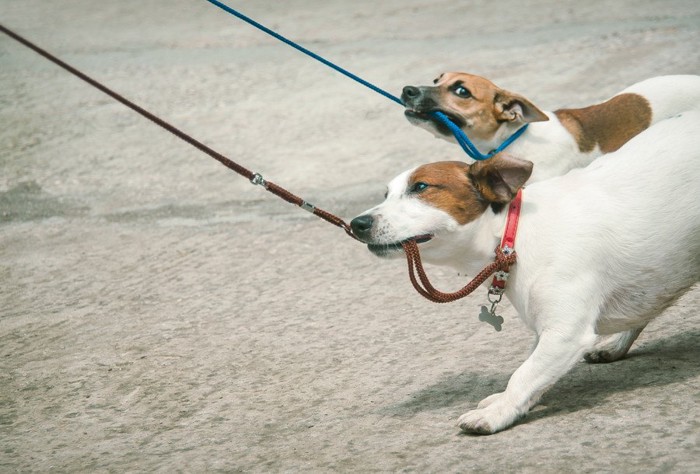 リードを咥えて引っ張る二頭の犬