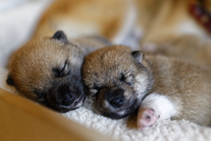 寄り添って眠る生まれたばかりの子犬たち