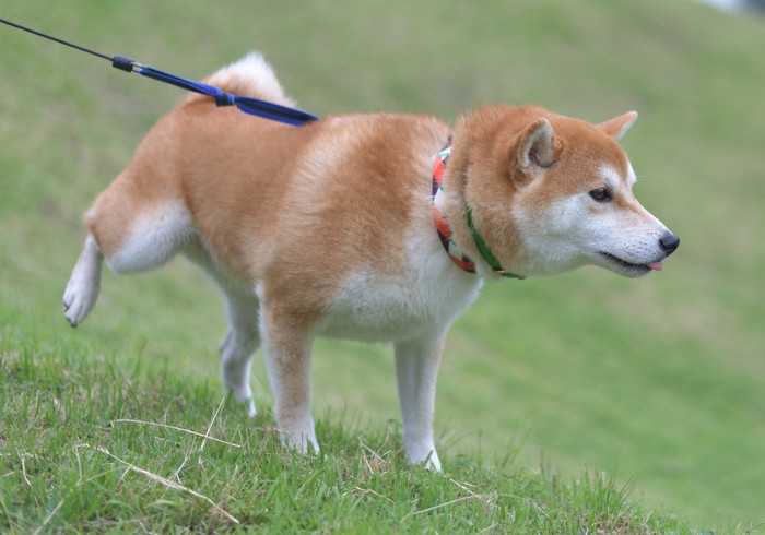 芝生の上で足を上げる柴犬