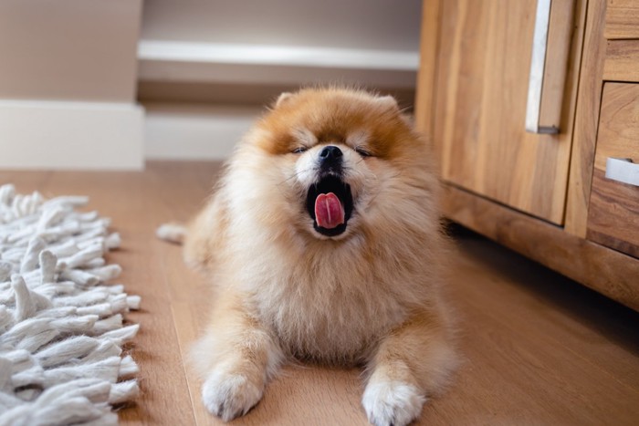 あくびをする犬