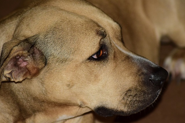 元気ない犬