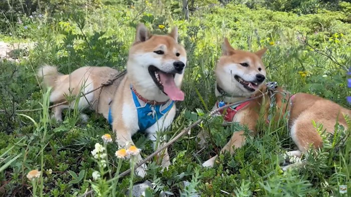 草むらの犬2匹