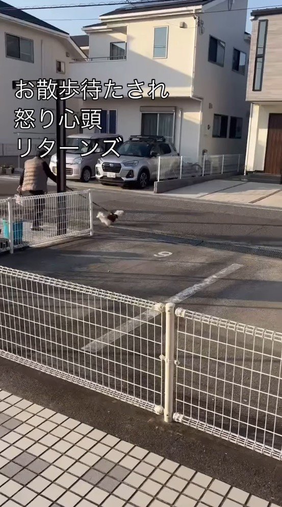 リードを引っ張りながら走る犬