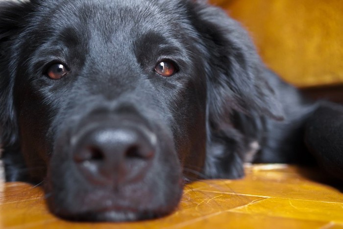 黒い犬の顔のアップ