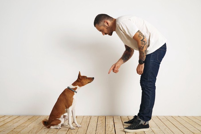 飼い主の前にお座りをして指示を待つ犬