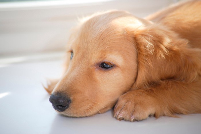 リラックスする子犬