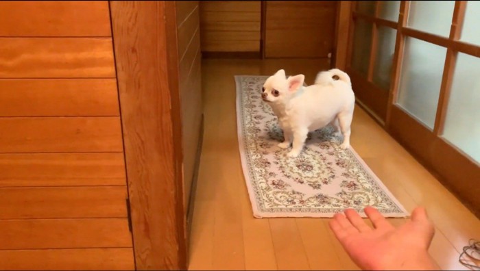 悲しげな表情で飼い主を見つめる犬