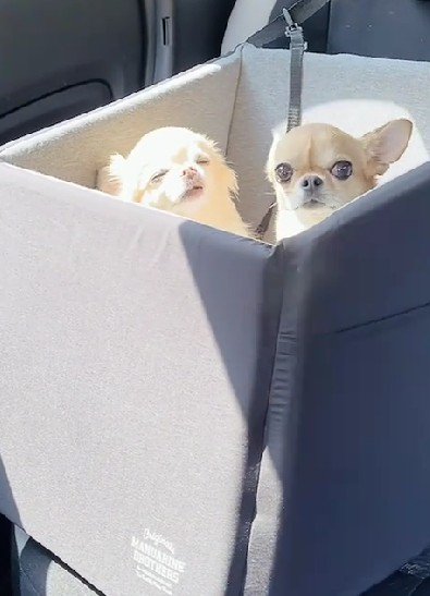 おまめちゃんが…