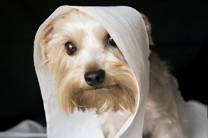 犬トイレットペーパーにくるまれる犬