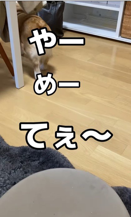 ママの一言で態度が変わるチリちゃん4