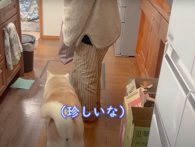 台所の人と犬