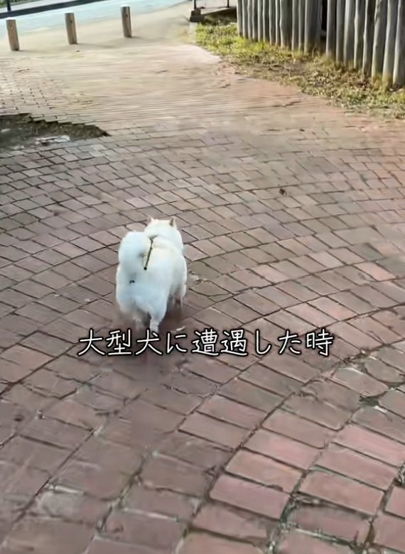 後姿がかわいいベラちゃん