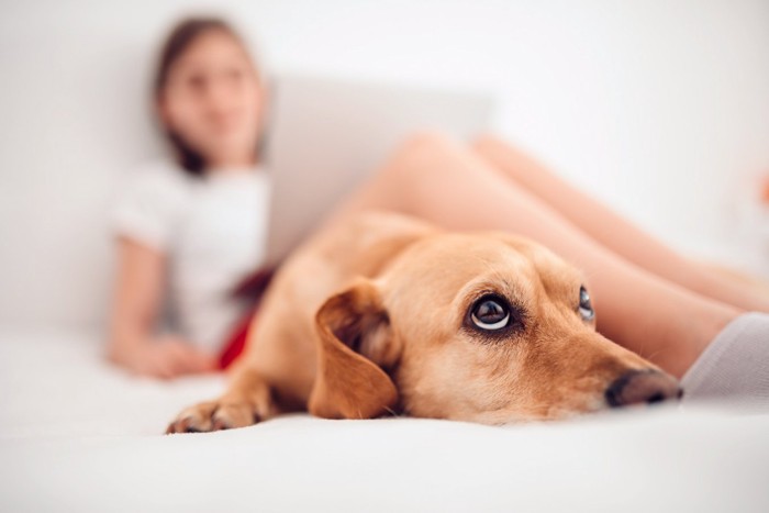 ベッドの上で伏せている犬