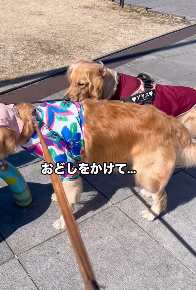 少し近づく大型犬