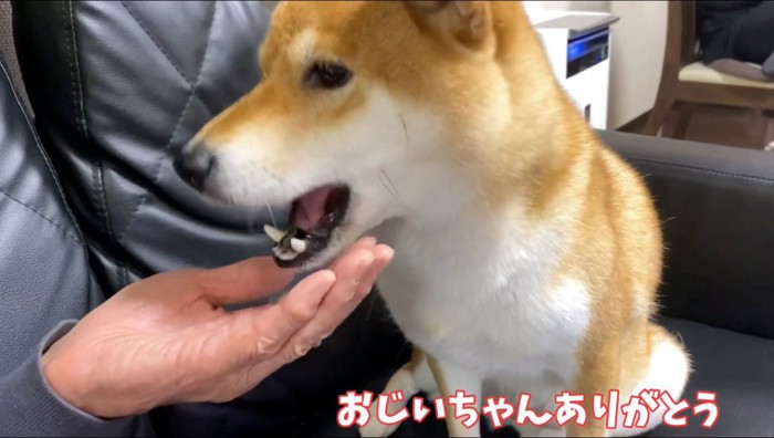 おやつをもらう犬