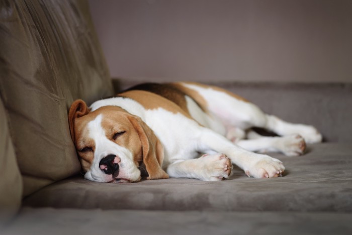 室内のソファでだらりとしながら寝ている犬