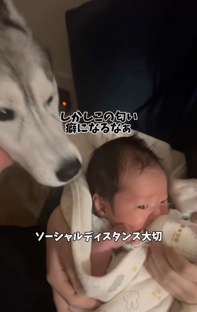赤ちゃんが気になる大型犬