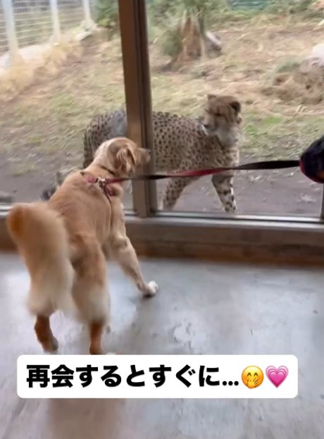 犬とチーター1