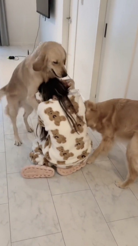 女性に覆い被さるゴールデン