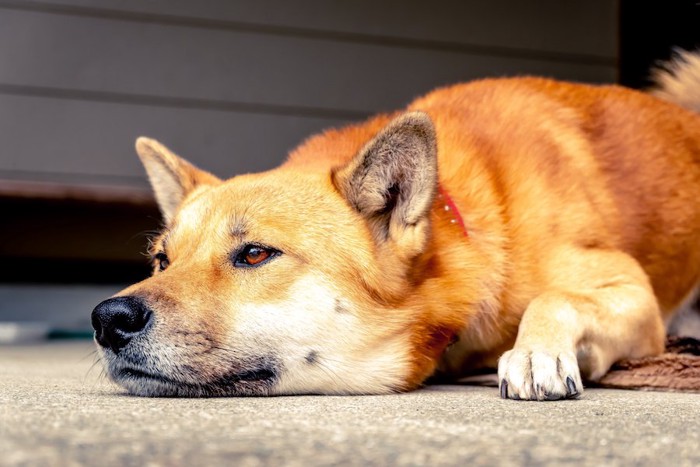 伏せてボーッと何かを見つめる犬