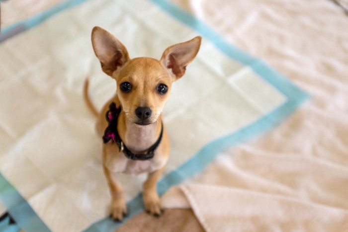 ペットシーツの上に座って上を見上げる犬