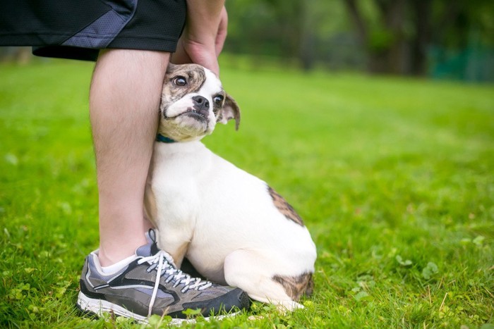 人の足元にぴったりくっつく子犬