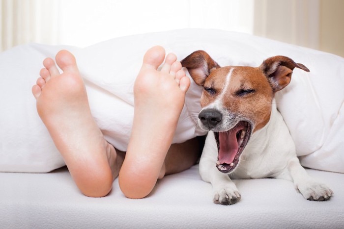 飼い主の足元であくびをしている犬