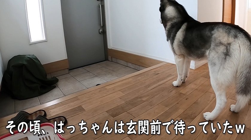 玄関で待つ大型犬