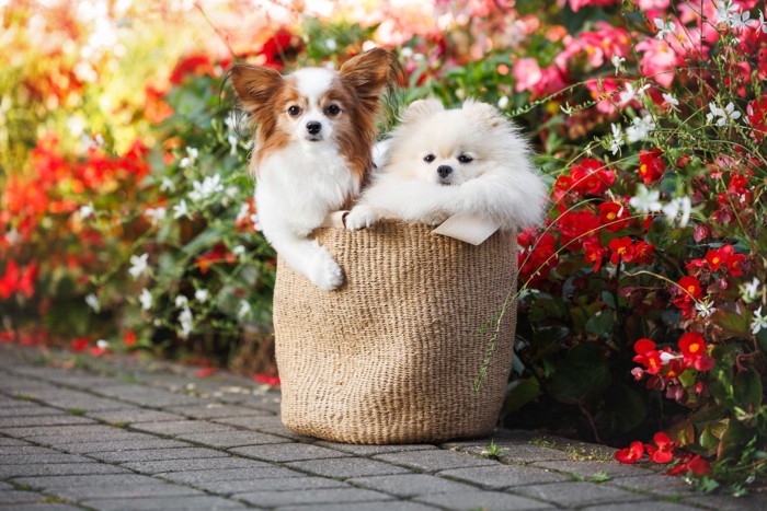 袋に入ったポメラニアンとパピヨン