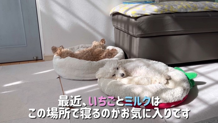 ベッドが羨ましいぷりんくん