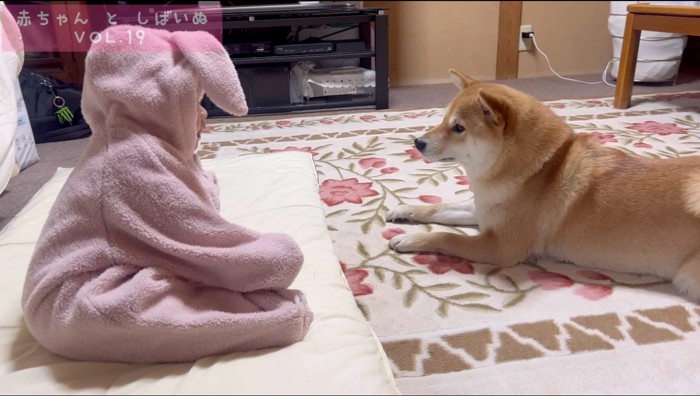 犬に話しかける赤ちゃん