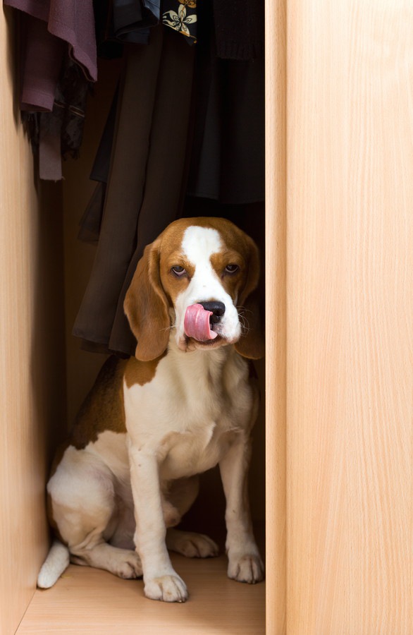 ドアの隙間に居る犬